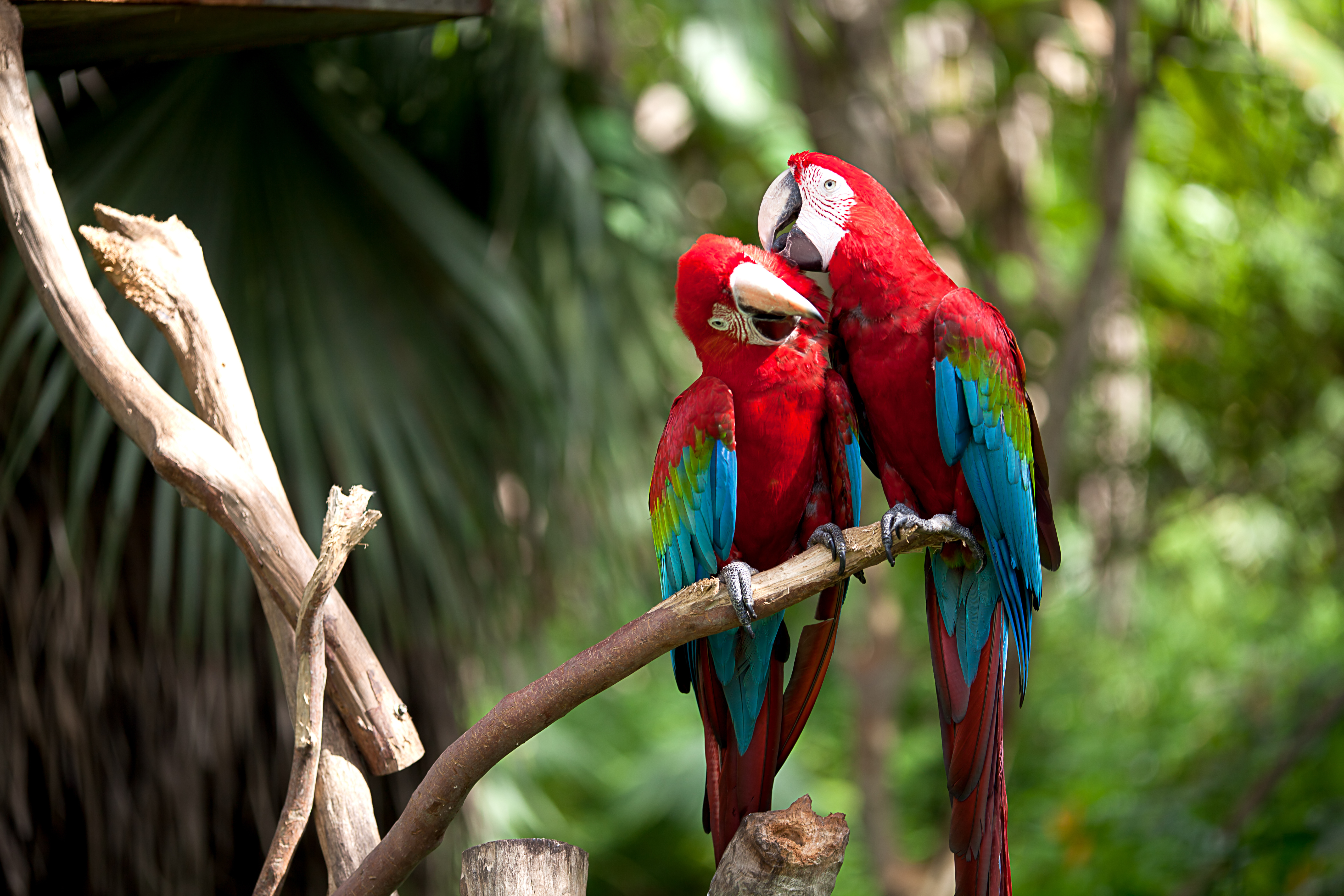 Image of two red macaws on a branch