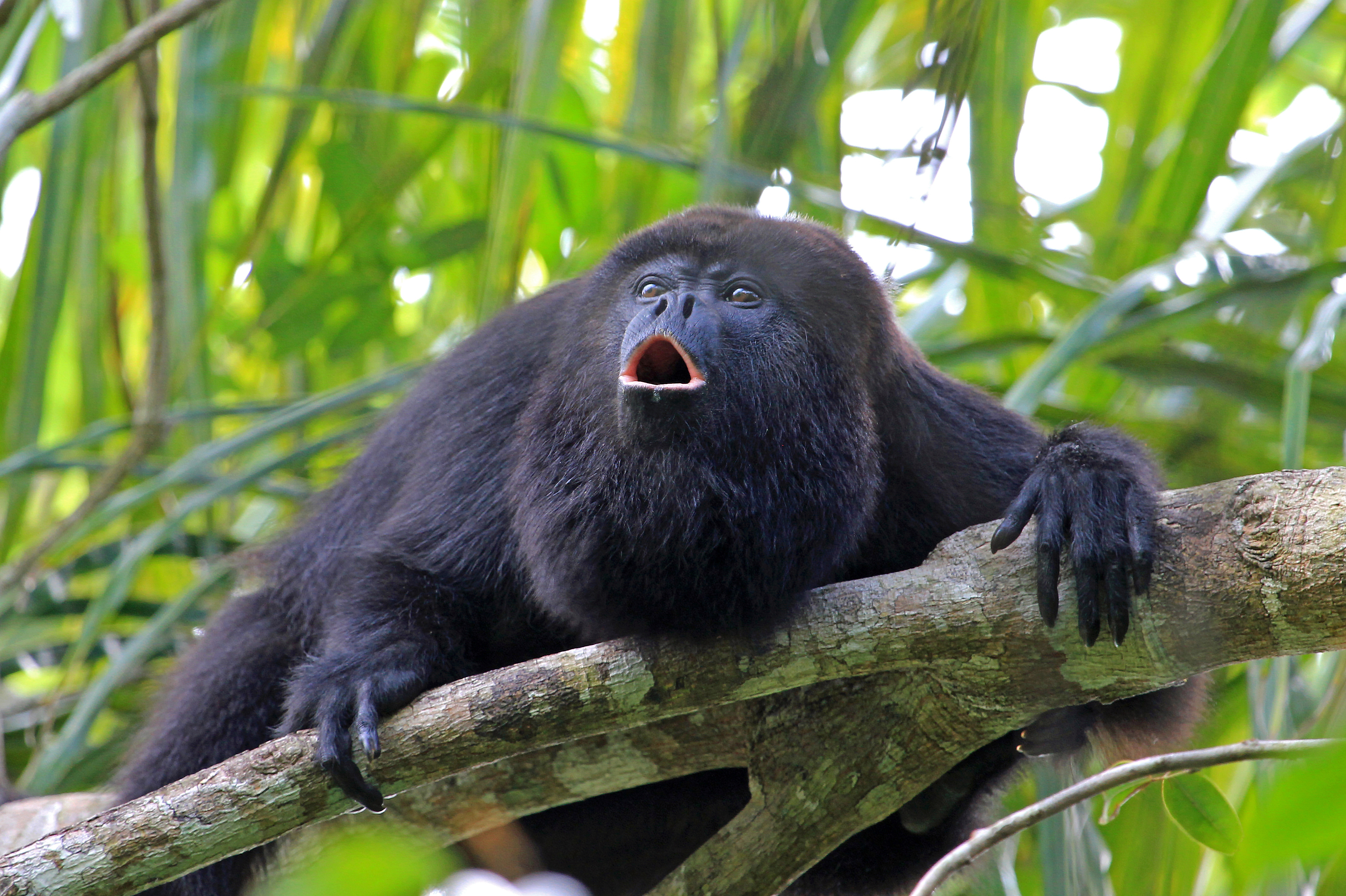 Image of a black howling monkey on a tree