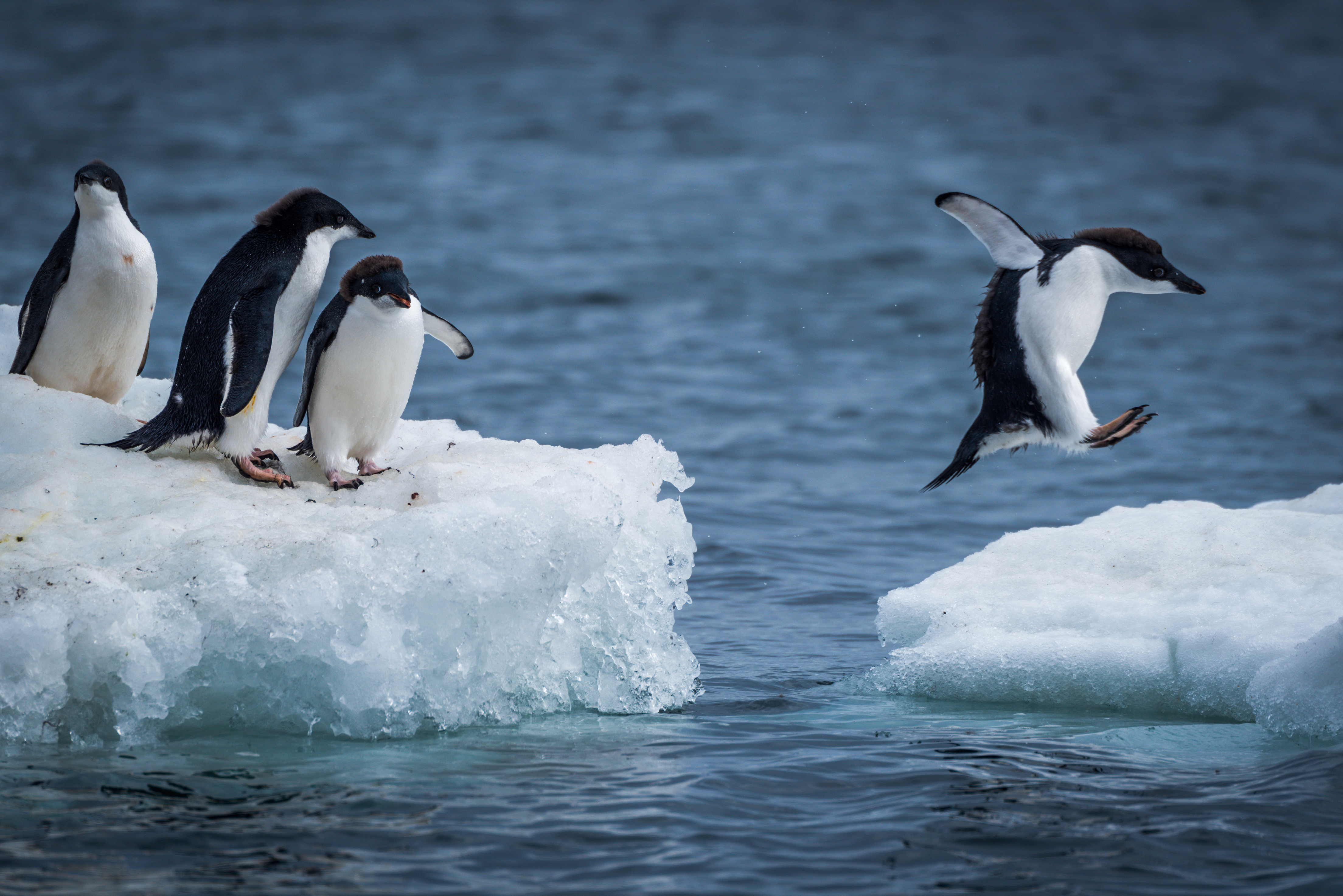 Image of penguins jumping into water.